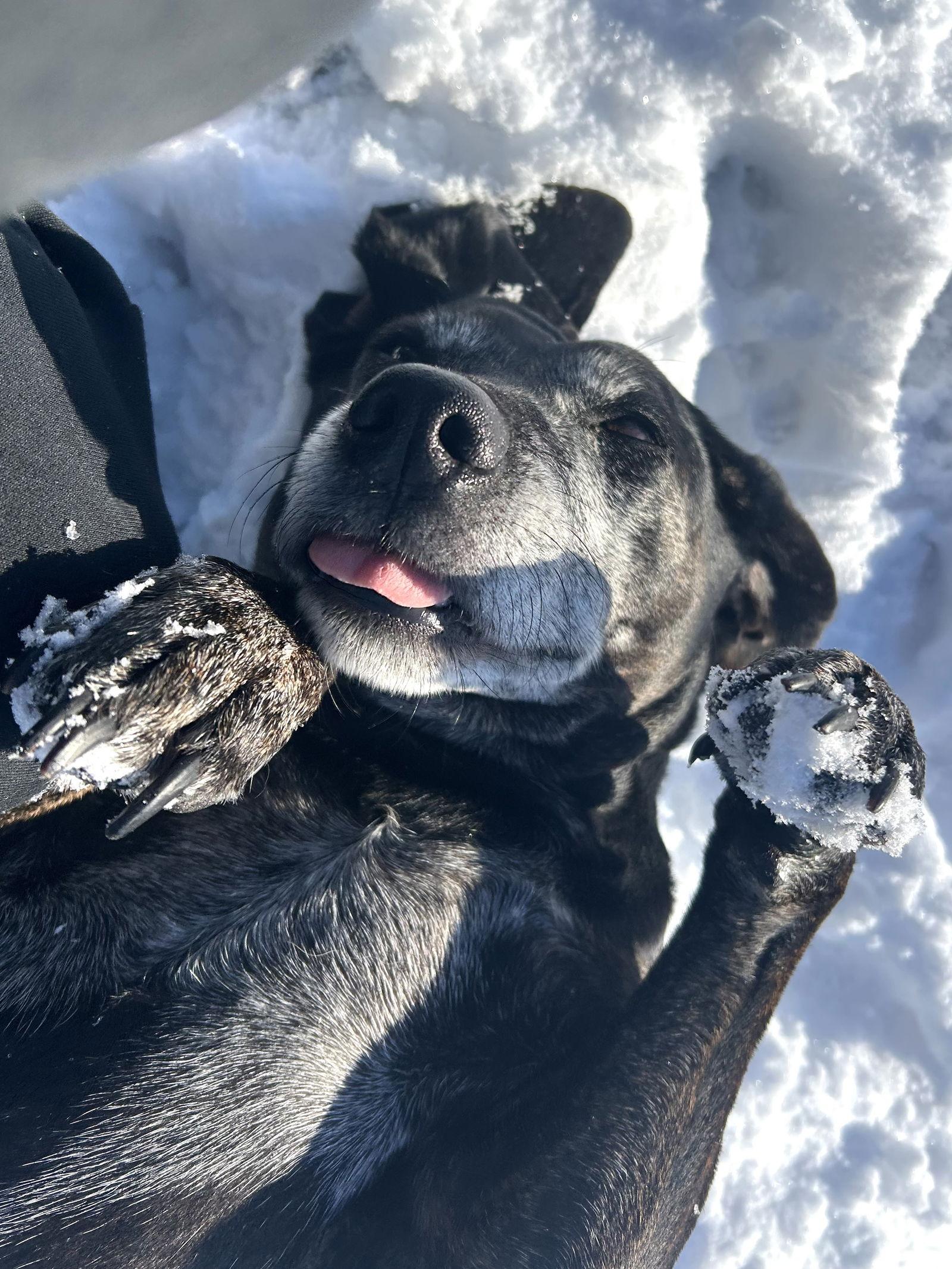 Maci, Adoptable, Young Female Labrador Retriever & Hound.
