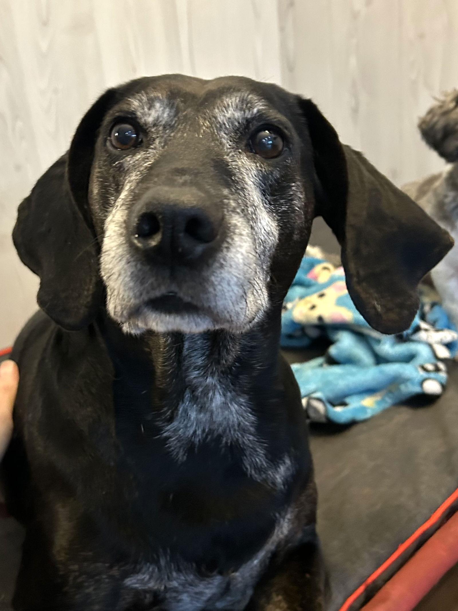 Maci, Adoptable, Young Female Labrador Retriever & Hound.