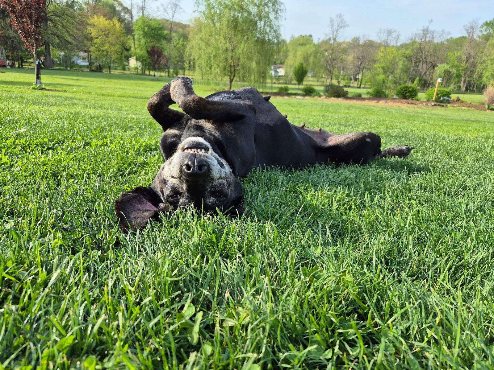 Maci, Adoptable, Young Female Labrador Retriever & Hound.