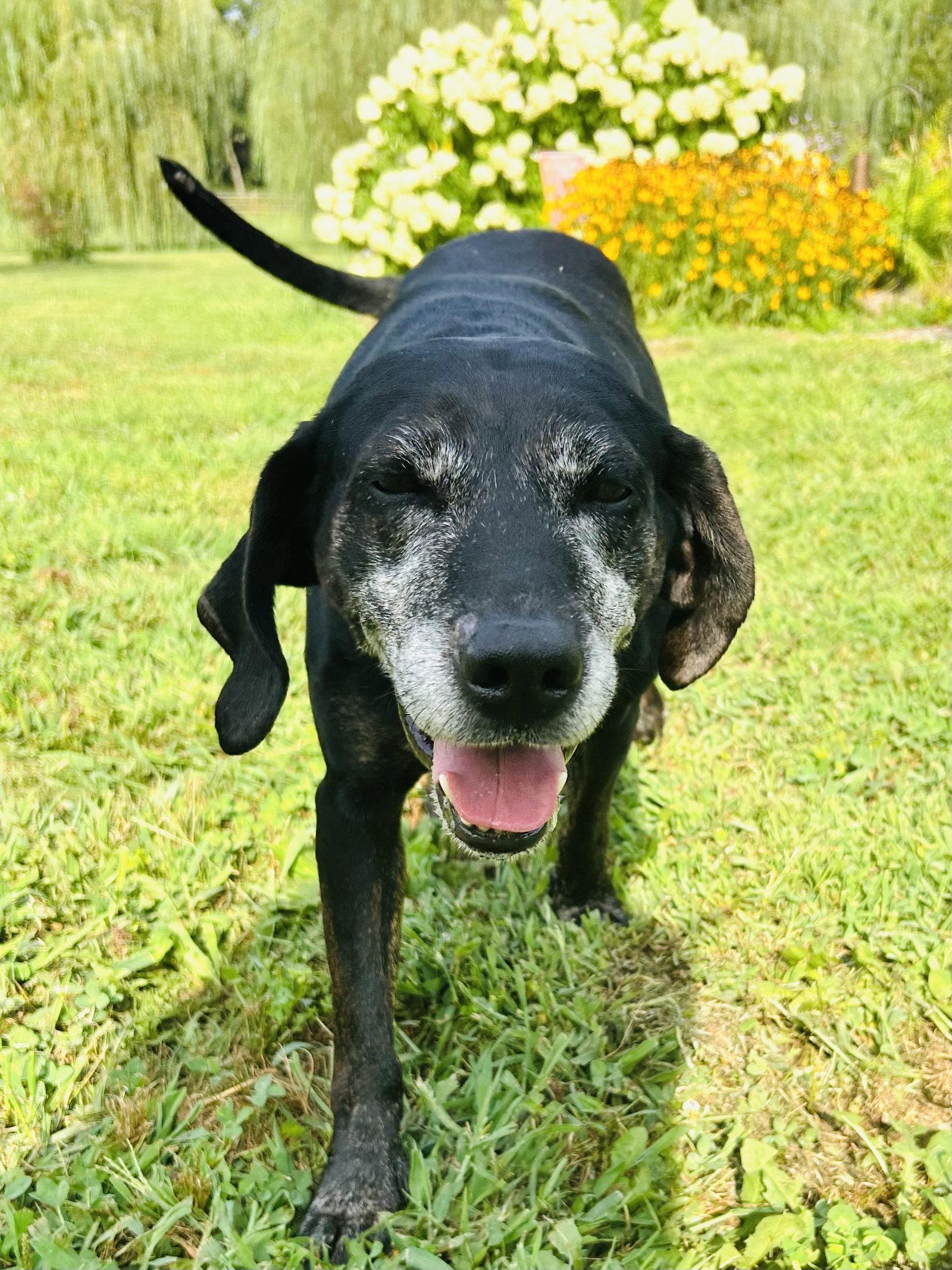 Enlarge Maci, a Adoptable mixed breed in Elizabethtown, PA image 2/3