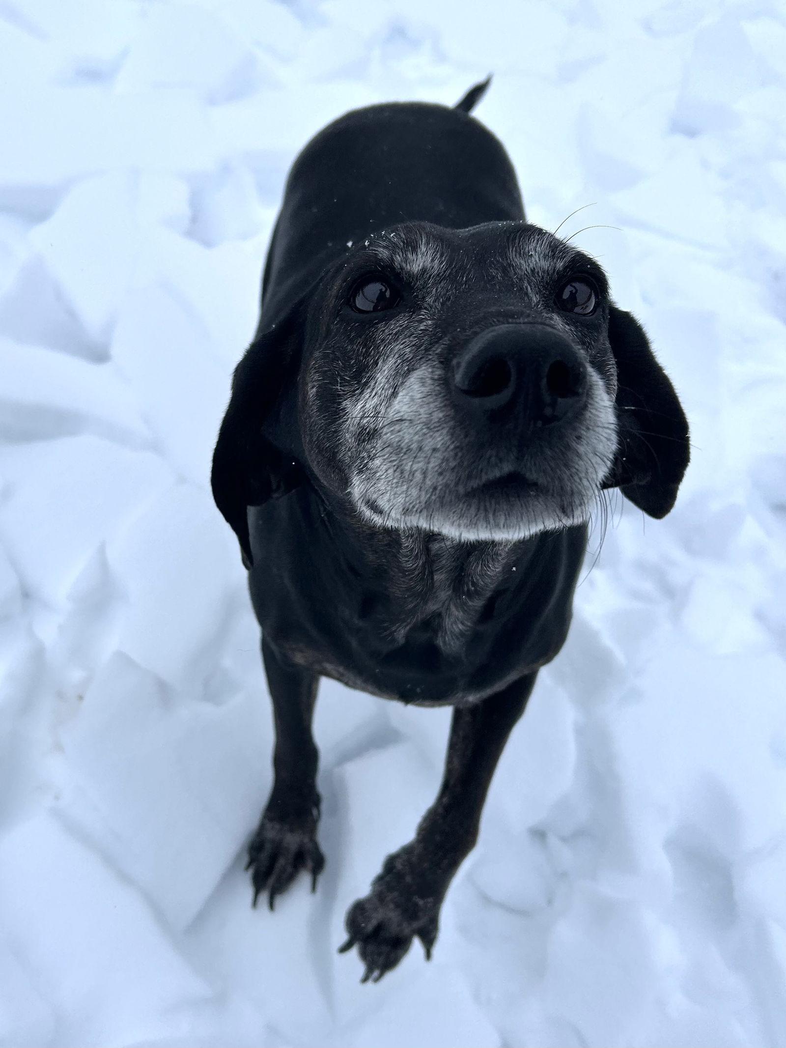 Enlarge Maci, a Adoptable mixed breed in Elizabethtown, PA image 3/3