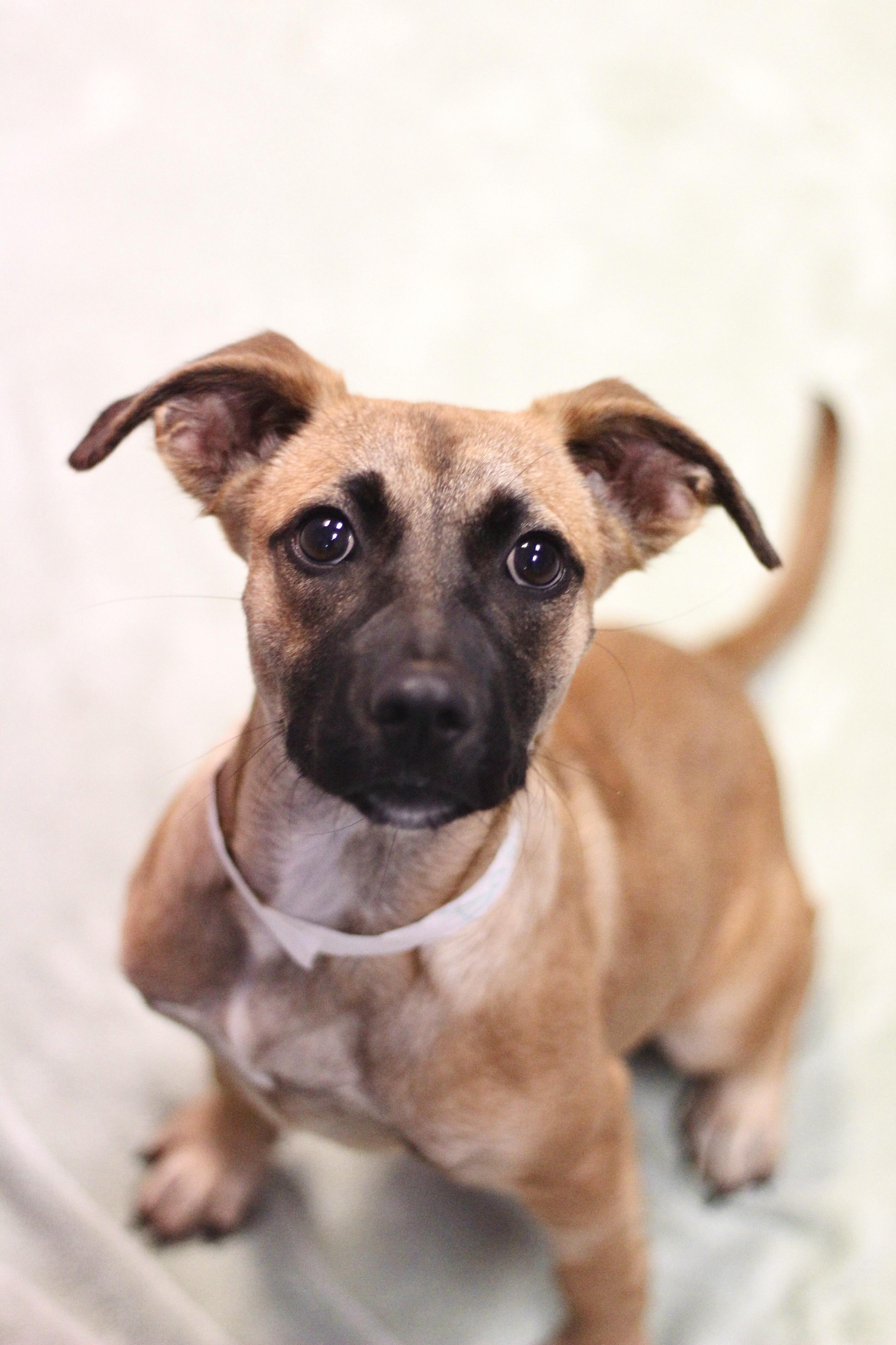 Spivey in NH! Come Meet our Adoptable Dogs Wednesday-Saturday. More info in Bio!