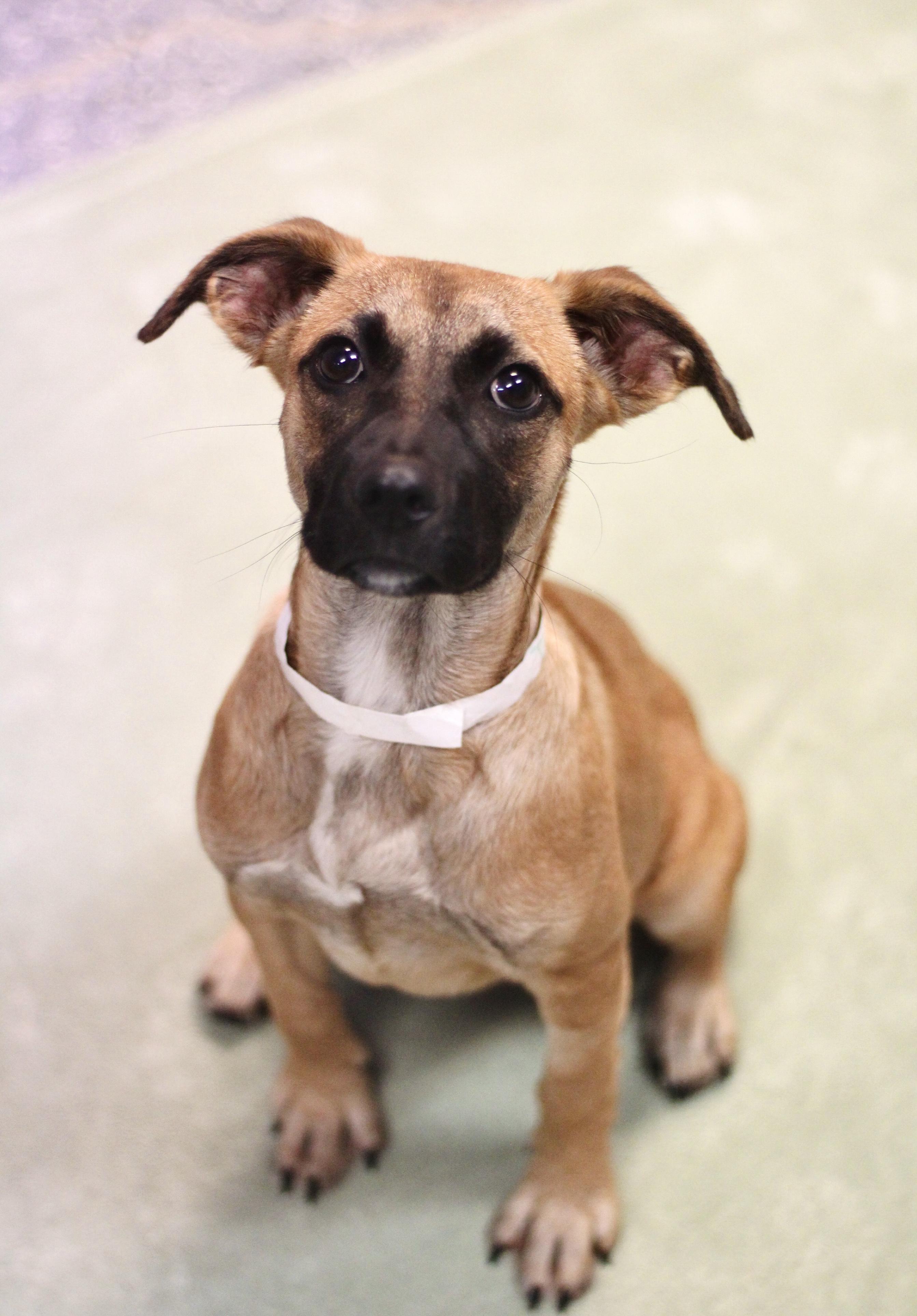 Spivey in NH! Come Meet our Adoptable Dogs Wednesday-Saturday. More info in Bio!