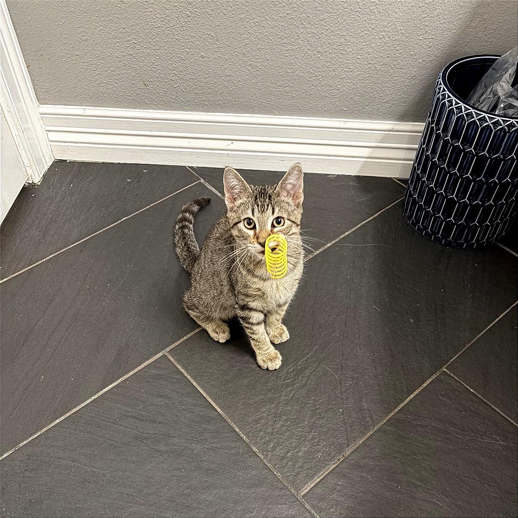 Enlarge Jack, a Adoptable Domestic Short Hair in Syracuse, NY image 4/6