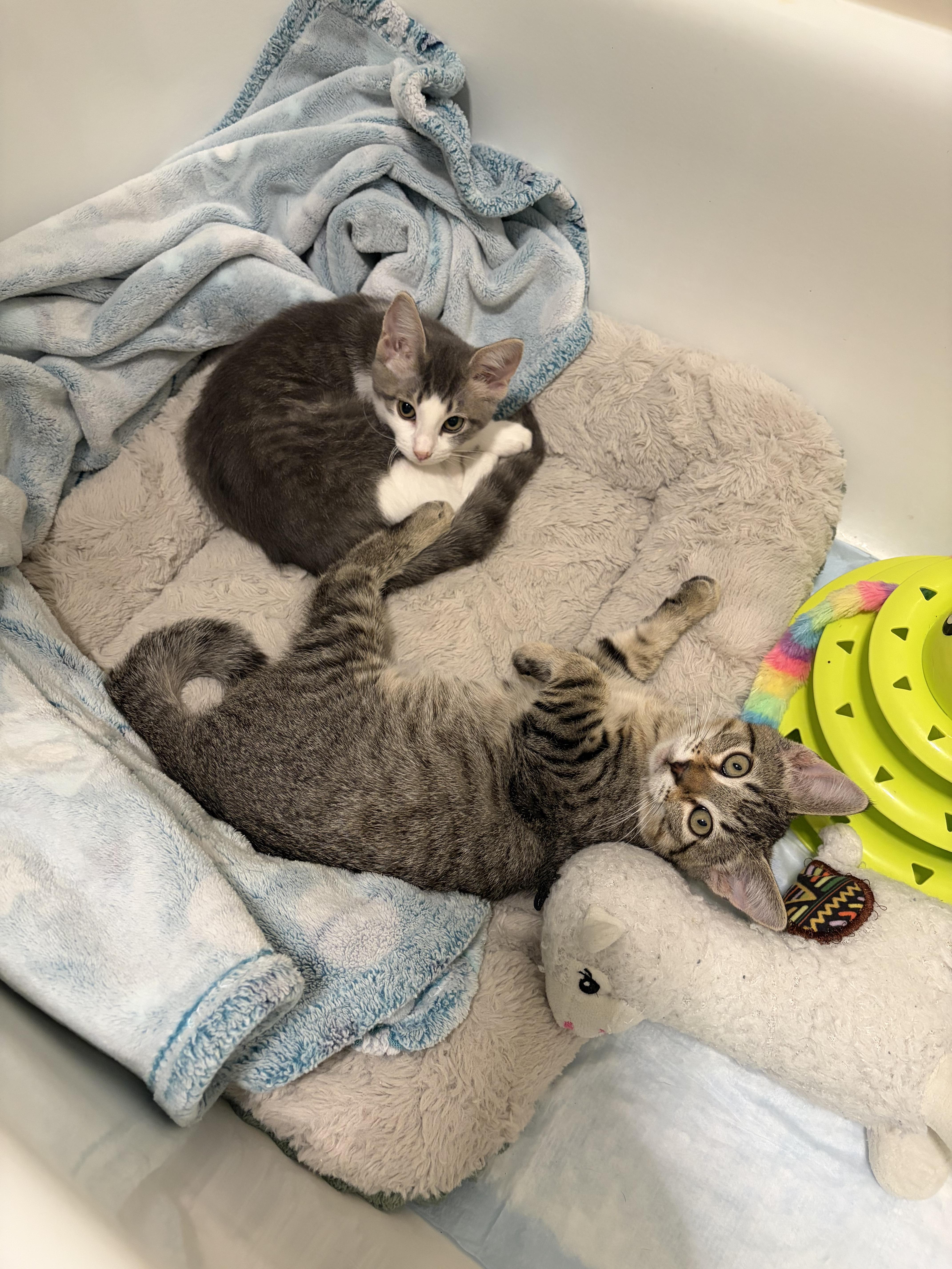 Enlarge Jack, a Adoptable Domestic Short Hair in Syracuse, NY image 6/6