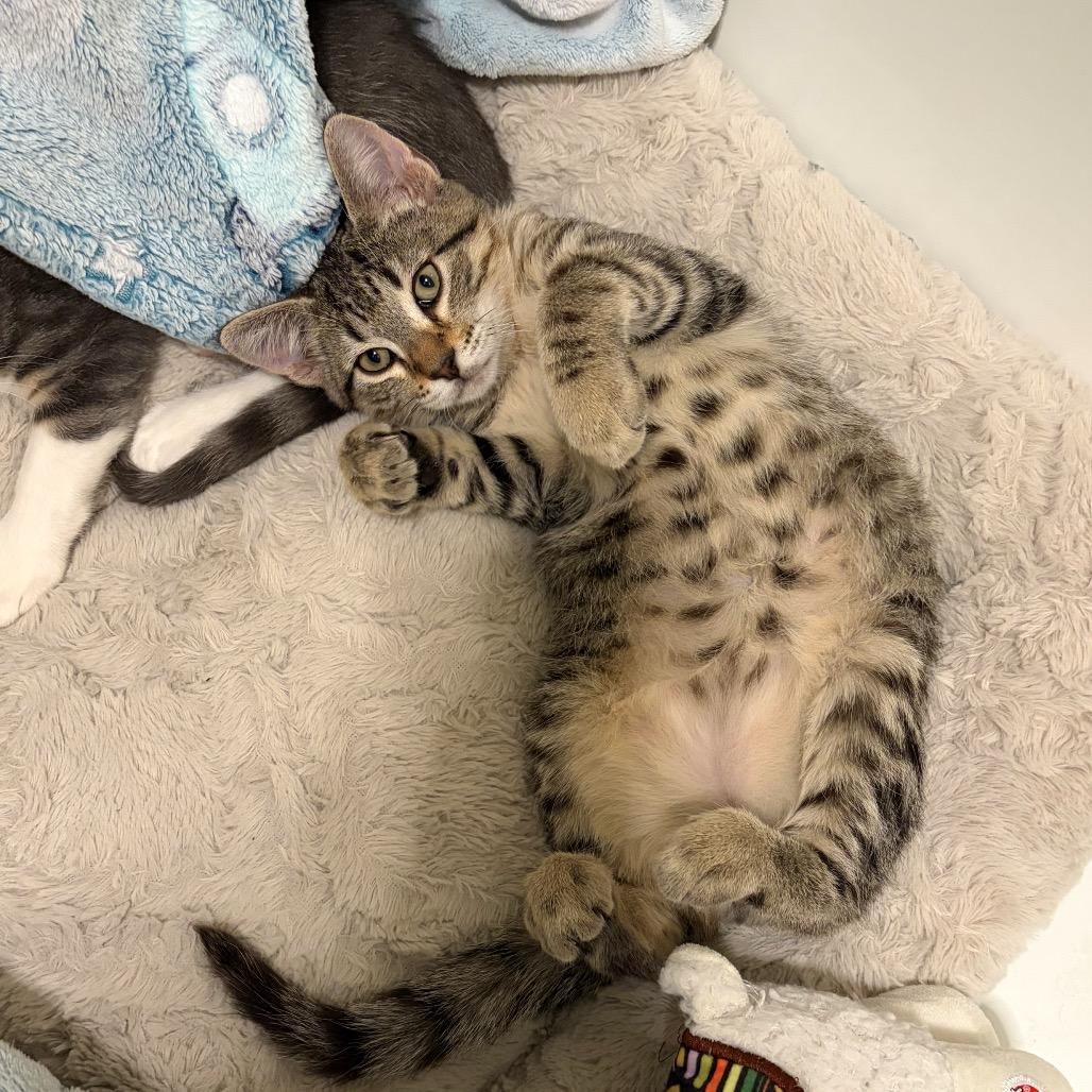 Enlarge Jack, a Adoptable Domestic Short Hair in Syracuse, NY image 1/6