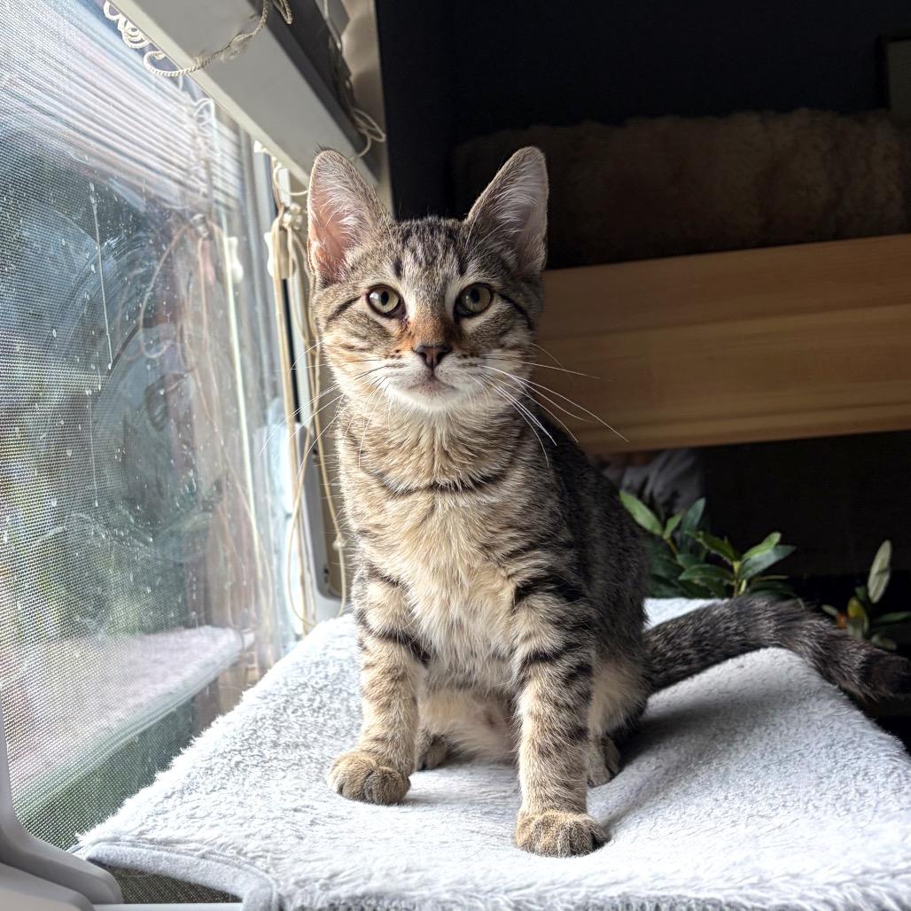 Enlarge Jack, a Adoptable Domestic Short Hair in Syracuse, NY image 2/6