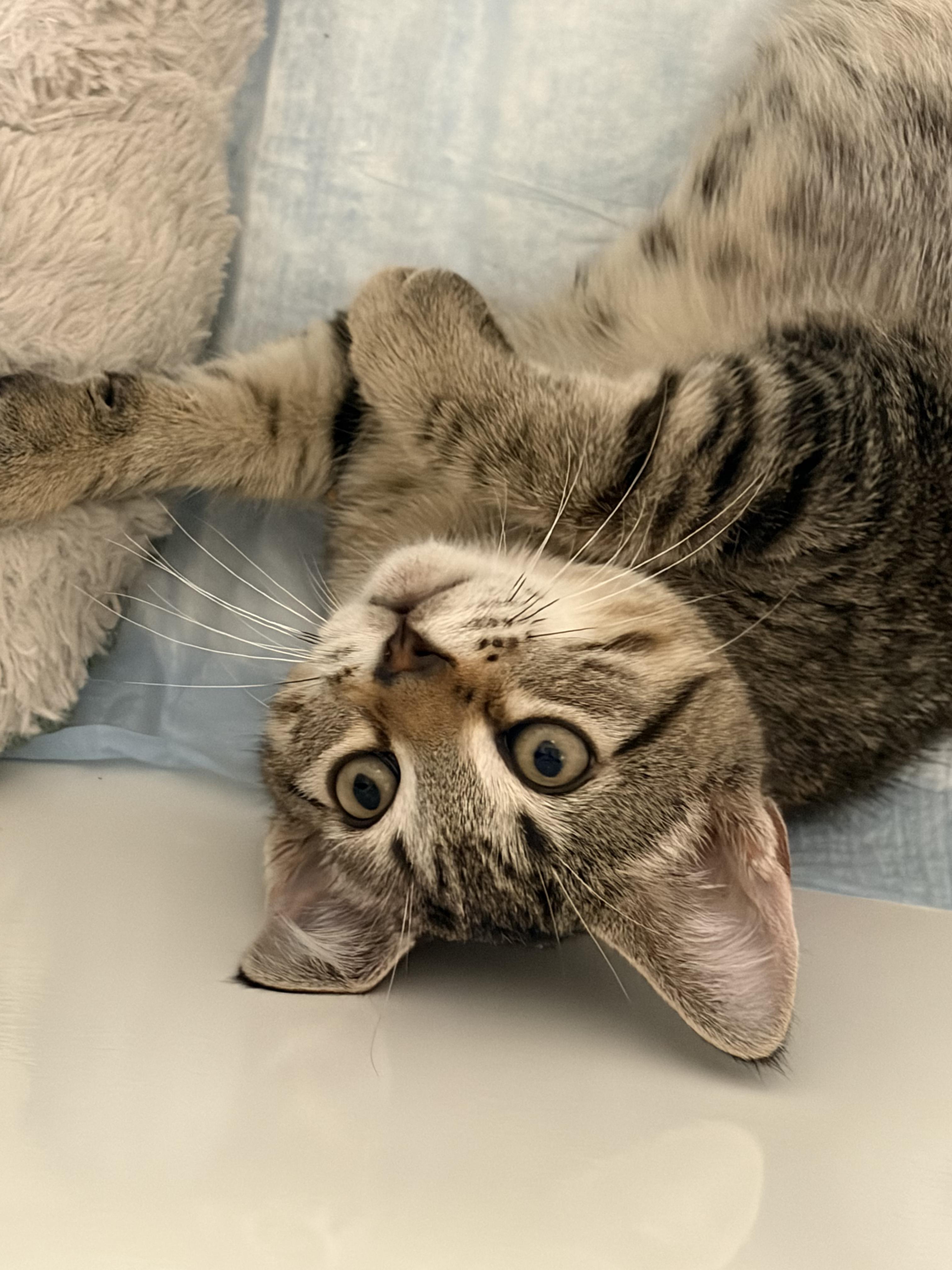 Enlarge Jack, a Adoptable Domestic Short Hair in Syracuse, NY image 3/6