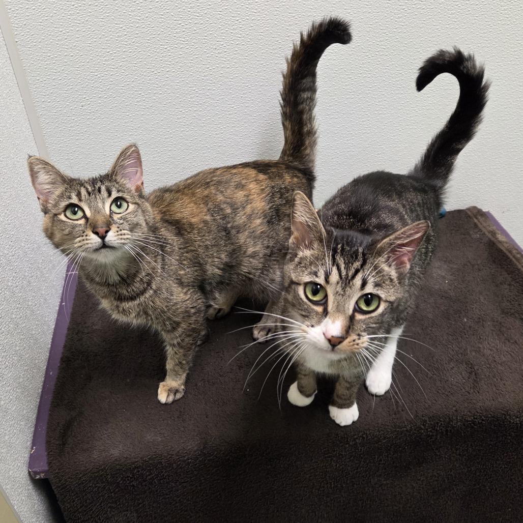 Enlarge Olive, a Adoptable mixed breed in Woodinville, WA image 1/6