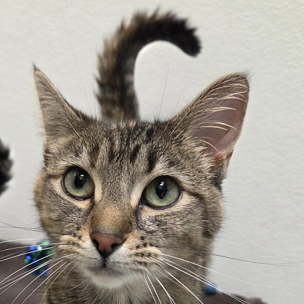 Enlarge Olive, a Adoptable mixed breed in Woodinville, WA image 2/6