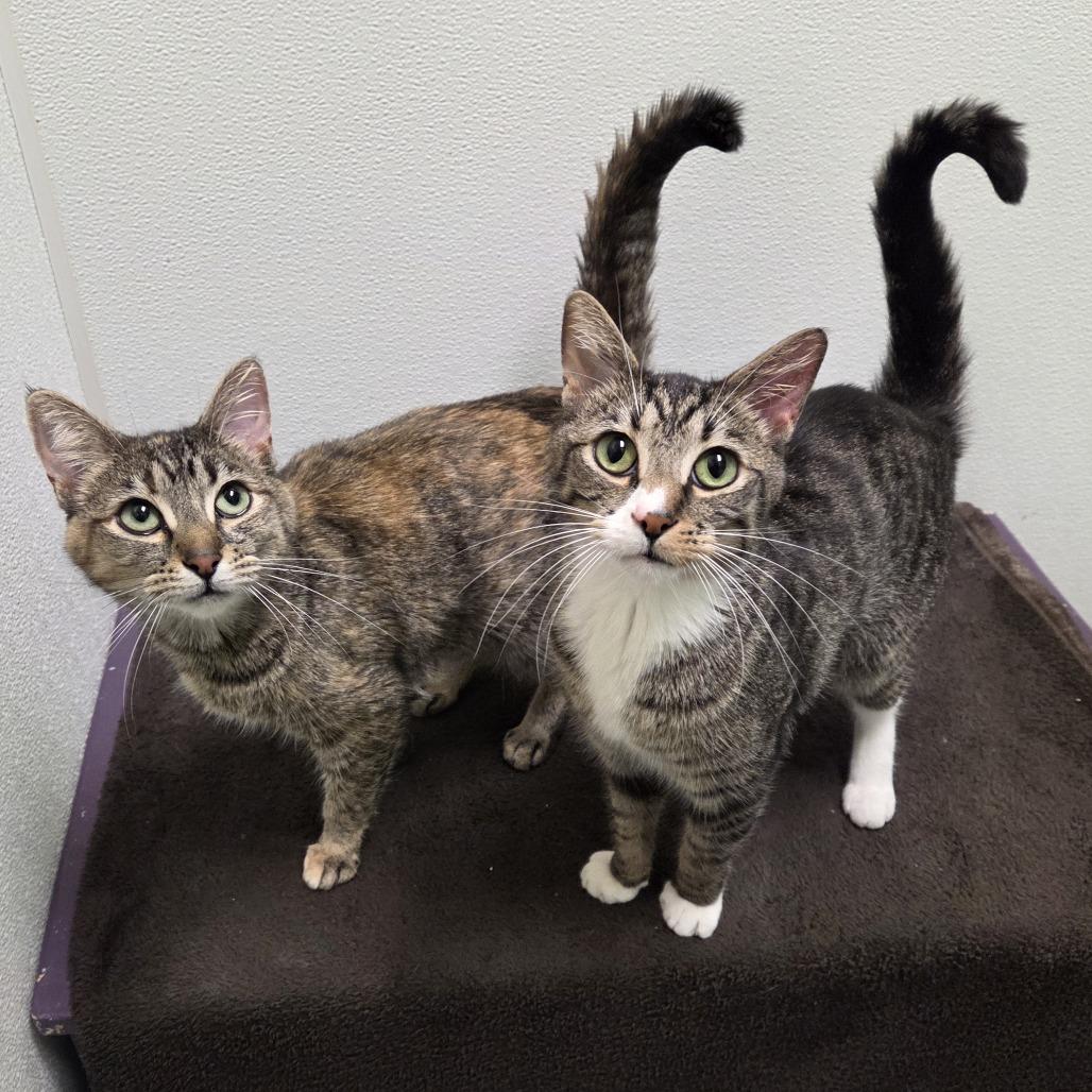 Enlarge Olive, a Adoptable mixed breed in Woodinville, WA image 3/6