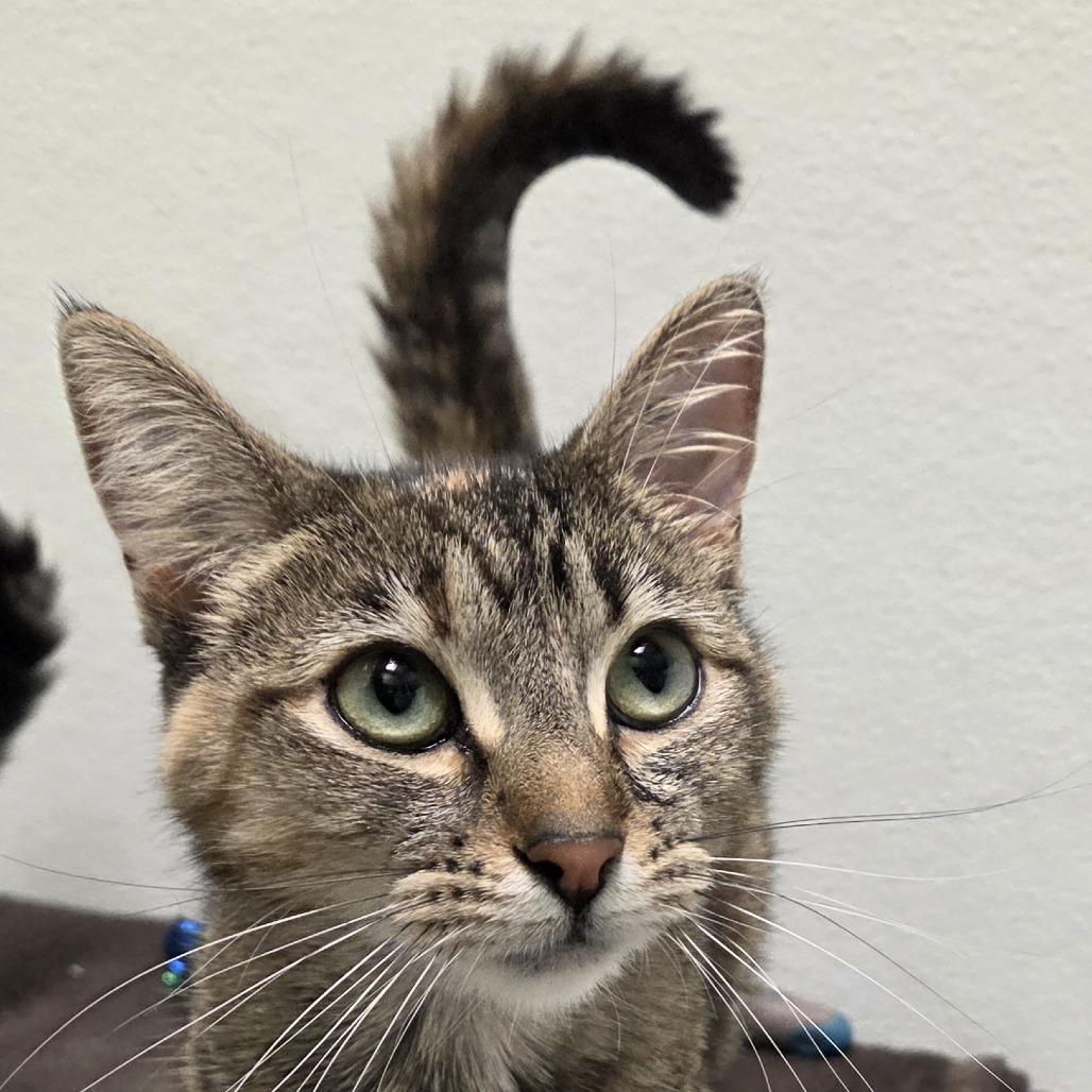 Enlarge Olive, a Adoptable mixed breed in Woodinville, WA image 4/6