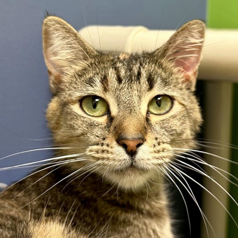 Enlarge Olive, a Adoptable mixed breed in Woodinville, WA image 6/6