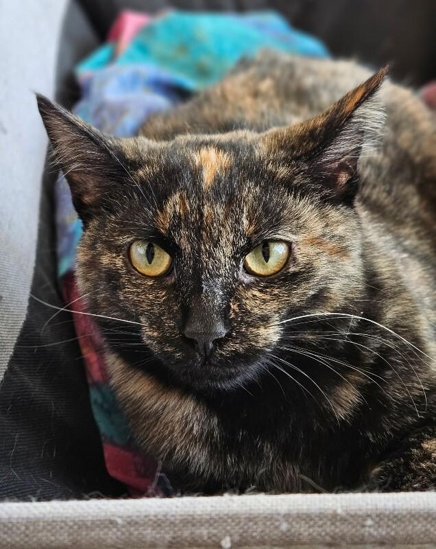 Dove, a Adoptable Domestic Short Hair in Disputanta, VA image 1/4