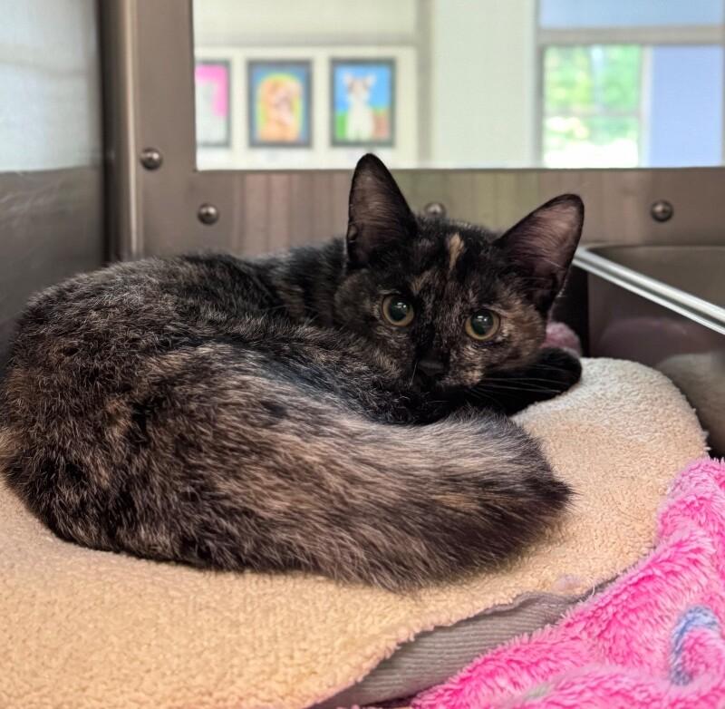 Dove, a Adoptable Domestic Short Hair in Disputanta, VA image 2/4