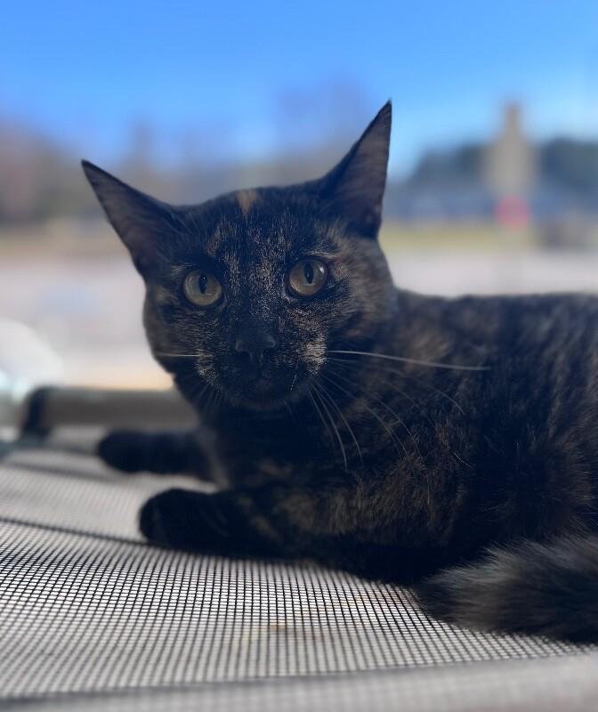 Dove, a Adoptable Domestic Short Hair in Disputanta, VA image 3/4