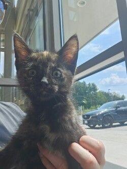 Dove, a Adoptable Domestic Short Hair in Disputanta, VA image 4/4