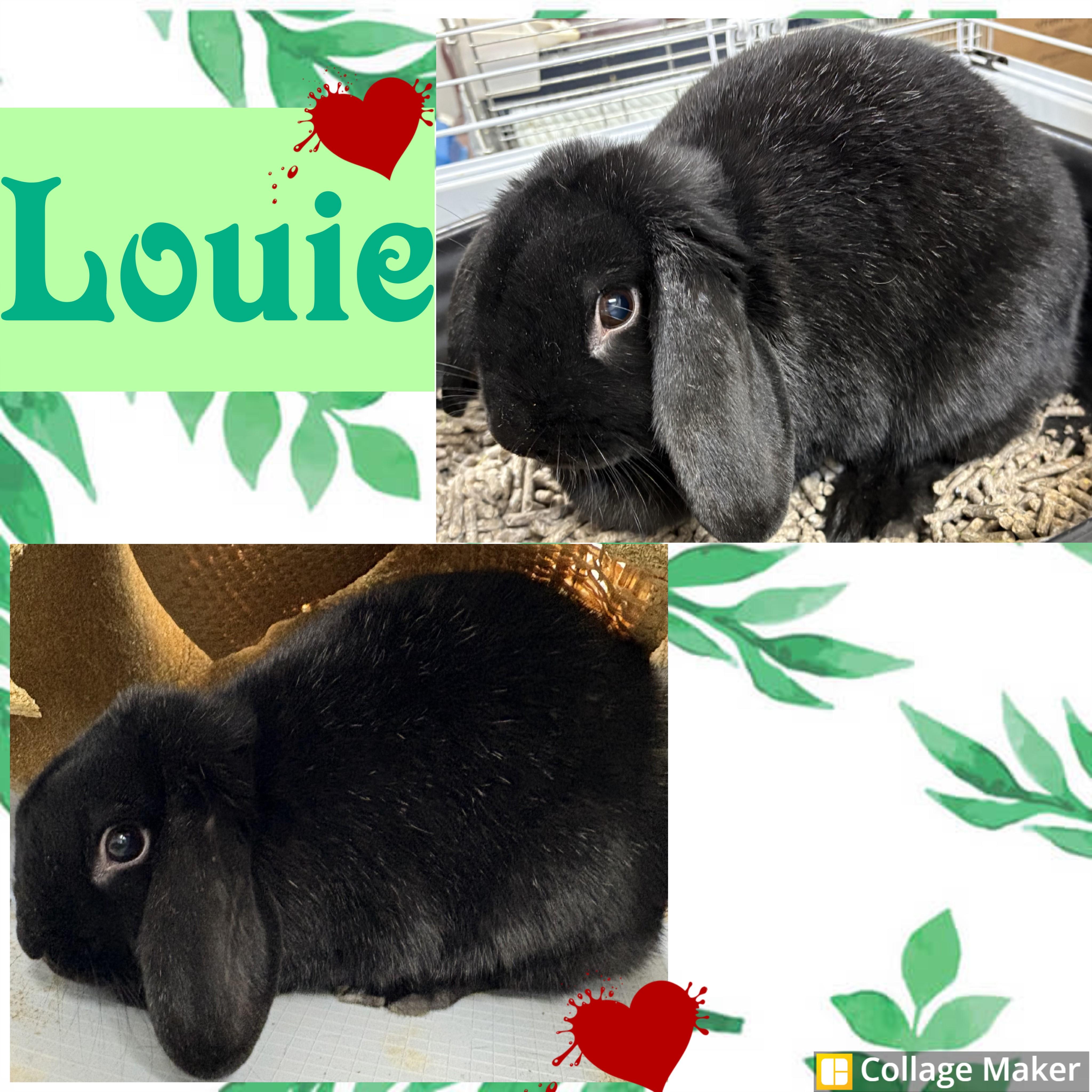 Louie, Adoptable, Adult Male Lop Eared.