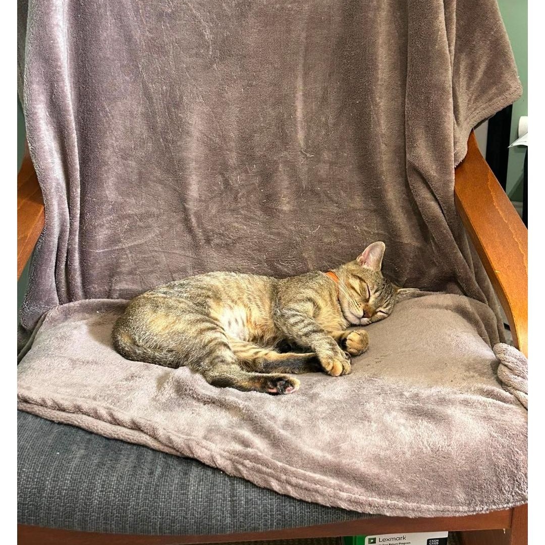 Deja, Adopted, Young Female Domestic Short Hair.