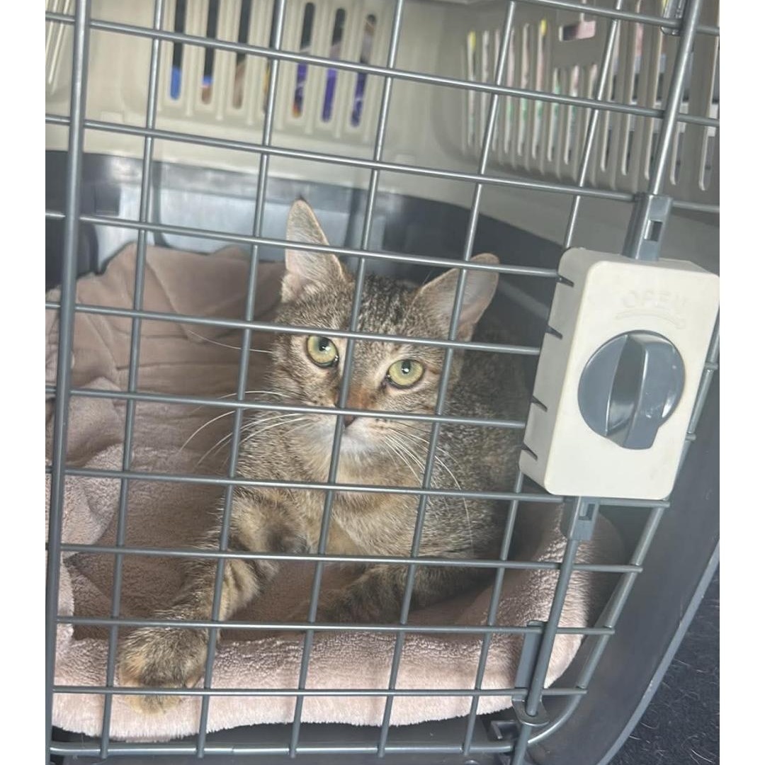 Enlarge Deja, a Adopted Domestic Short Hair in Lucknow, ON image 4/4