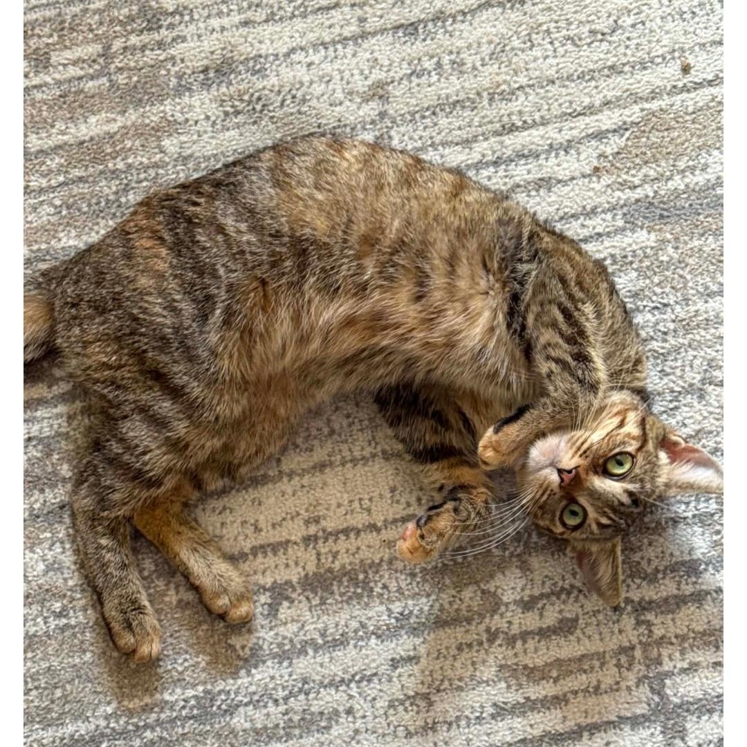 Enlarge Deja, a Adopted Domestic Short Hair in Lucknow, ON image 2/4