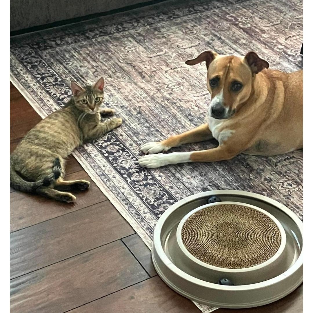 Enlarge Deja, a Adopted Domestic Short Hair in Lucknow, ON image 3/4