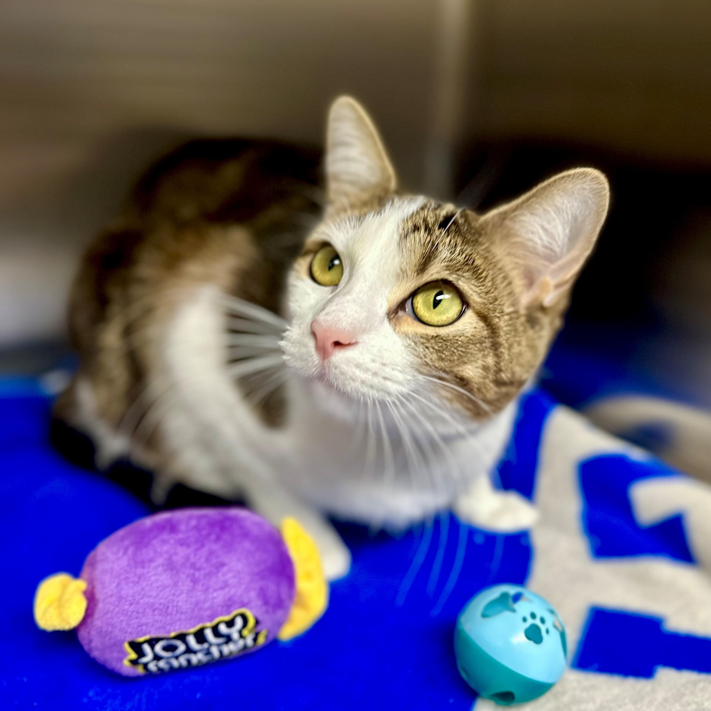 Casper- #50480, ADOPTABLE, Young Male Domestic Short Hair.