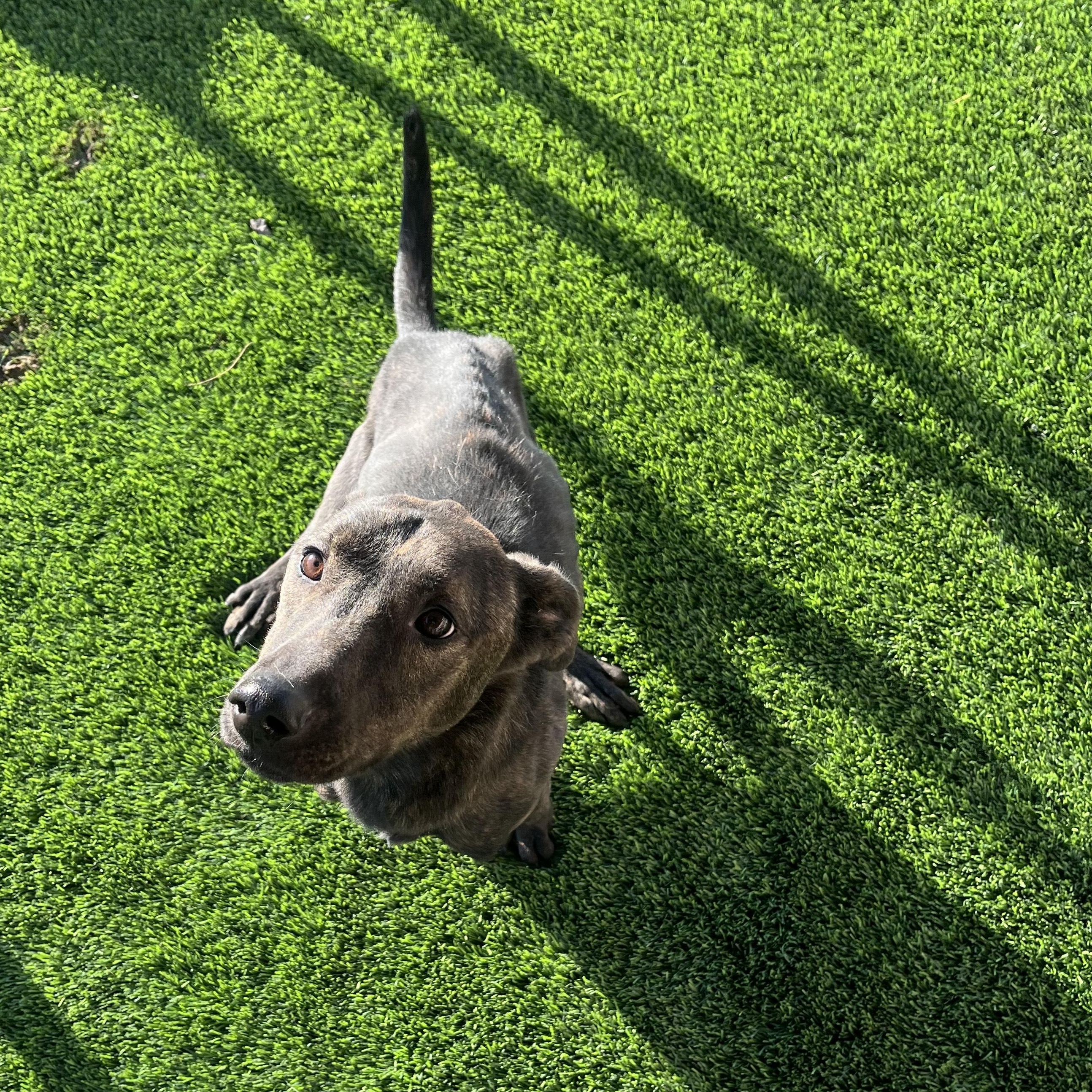 CALLIE, ADOPTABLE, Adult Female Labrador Retriever.