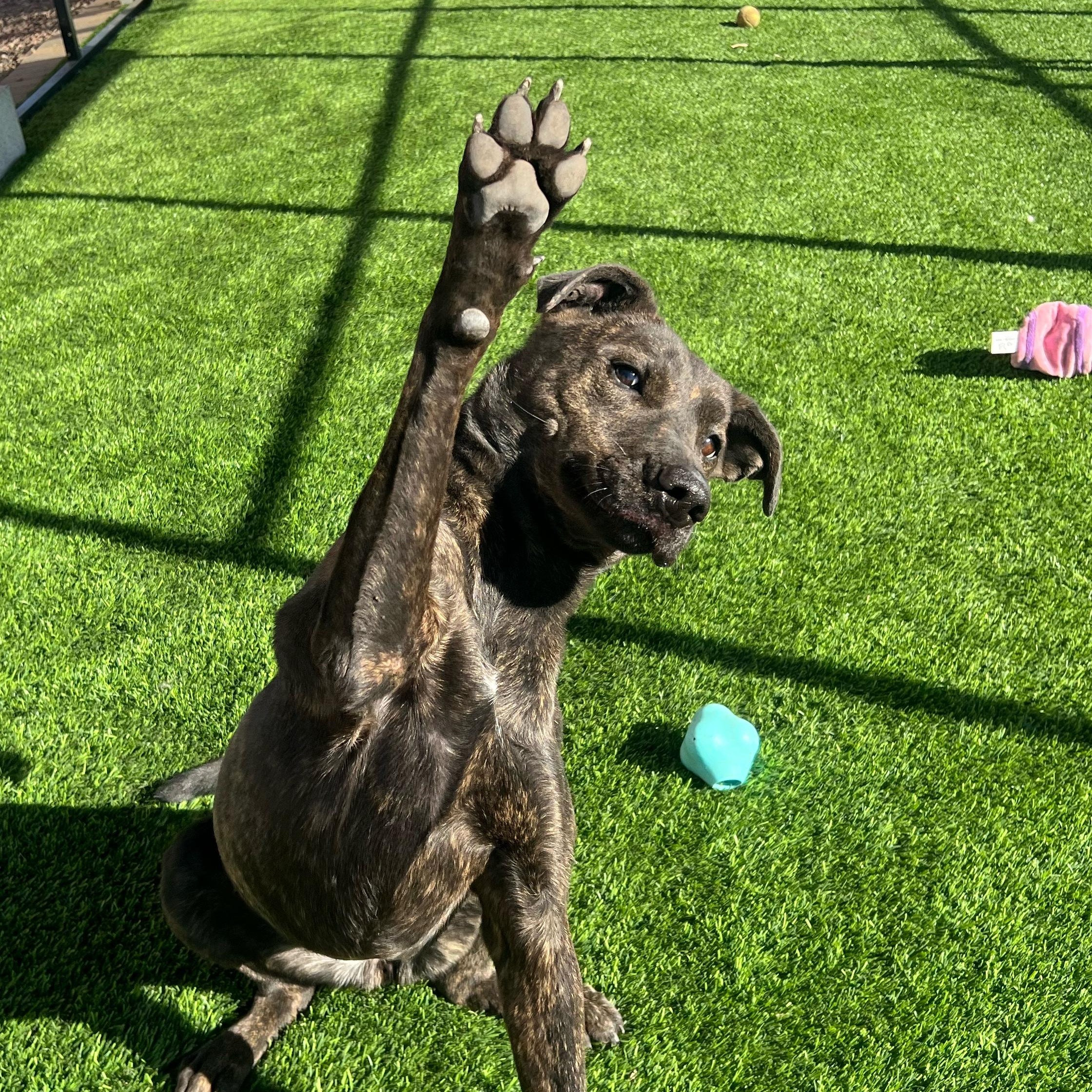 Enlarge CALLIE, a ADOPTABLE mixed breed in Washington, UT image 1/2