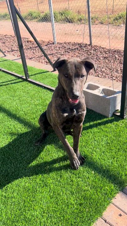 Enlarge CALLIE, a ADOPTABLE mixed breed in Washington, UT video 2/2