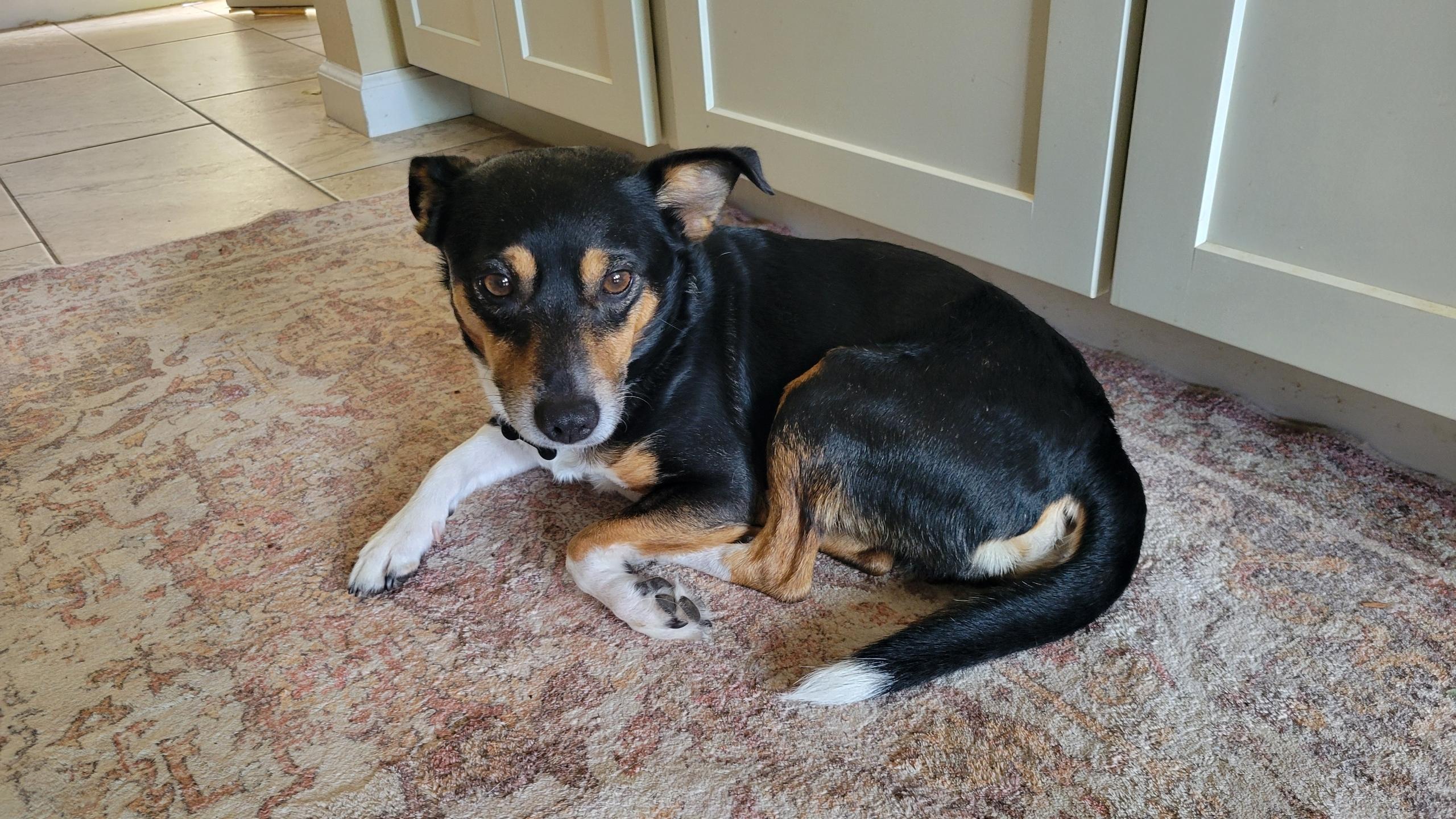Bandit, a ADOPTABLE mixed breed in Elk Grove, CA image 2/4