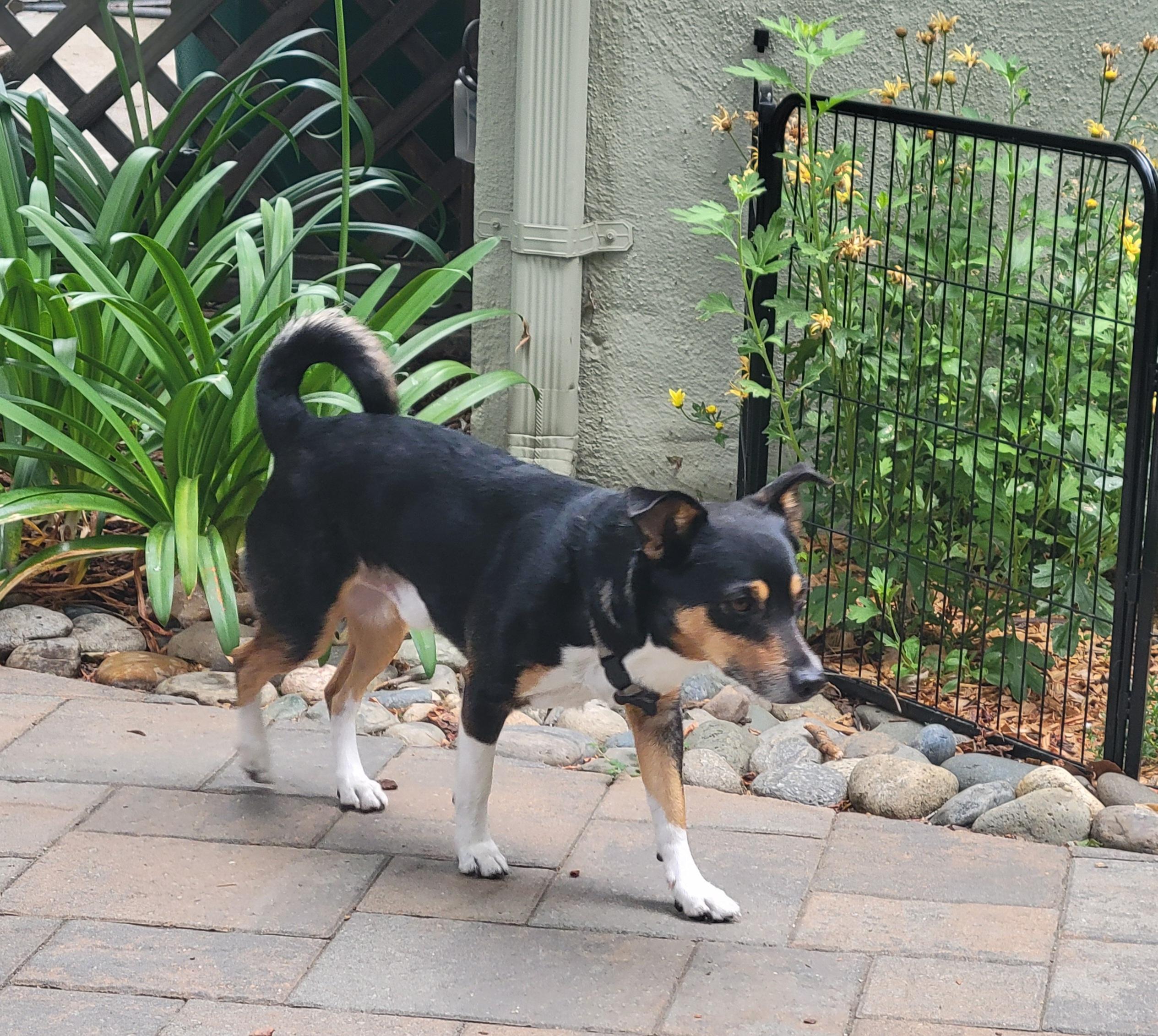 Bandit, ADOPTABLE, Young Male Manchester Terrier & Terrier.