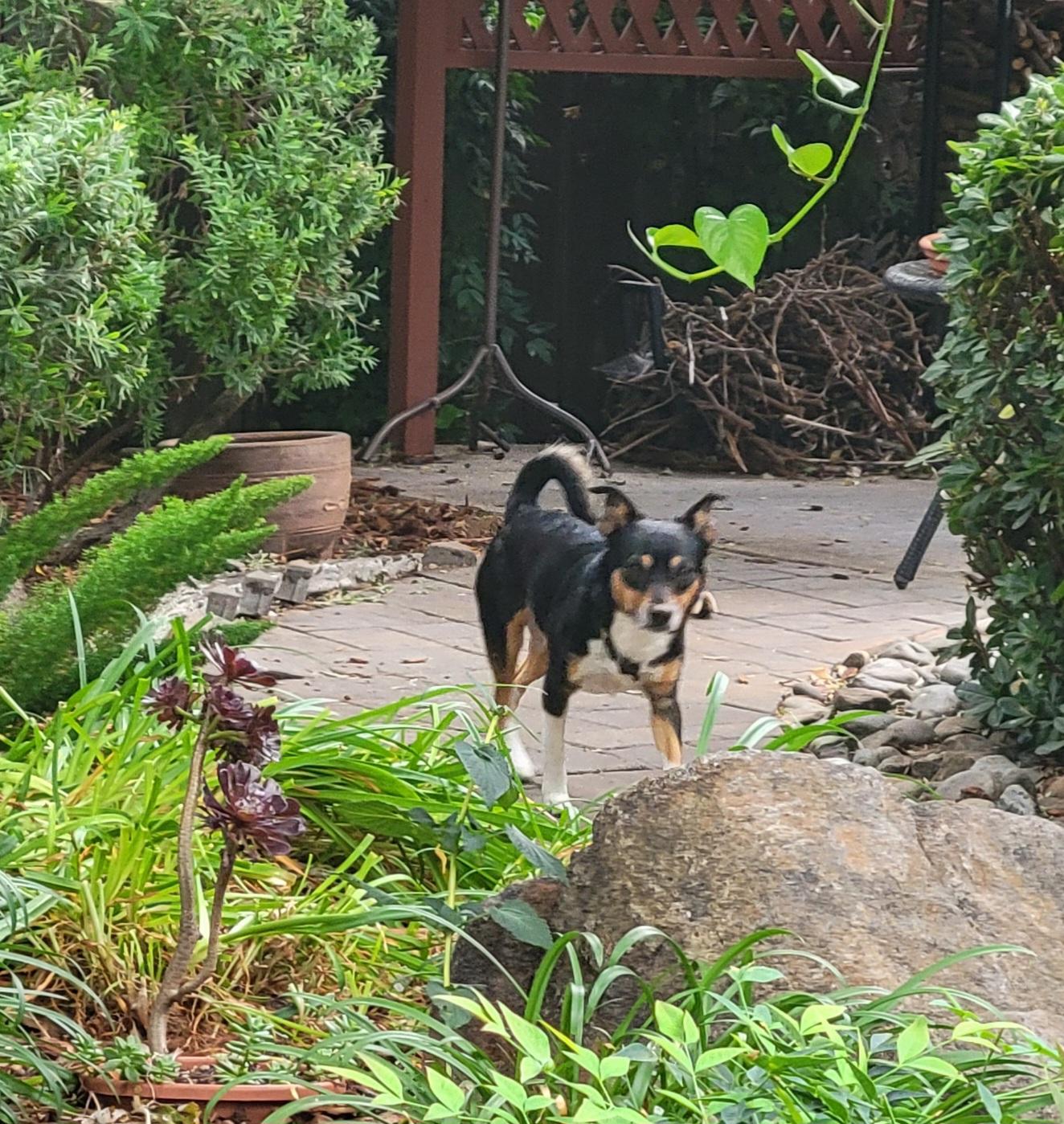 Bandit, a ADOPTABLE mixed breed in Elk Grove, CA image 4/4