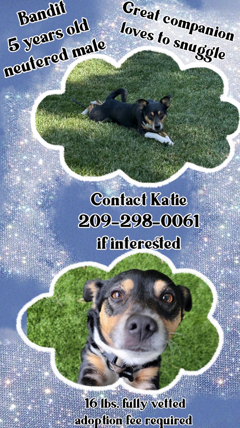 Bandit, a ADOPTABLE mixed breed in Elk Grove, CA image 3/4