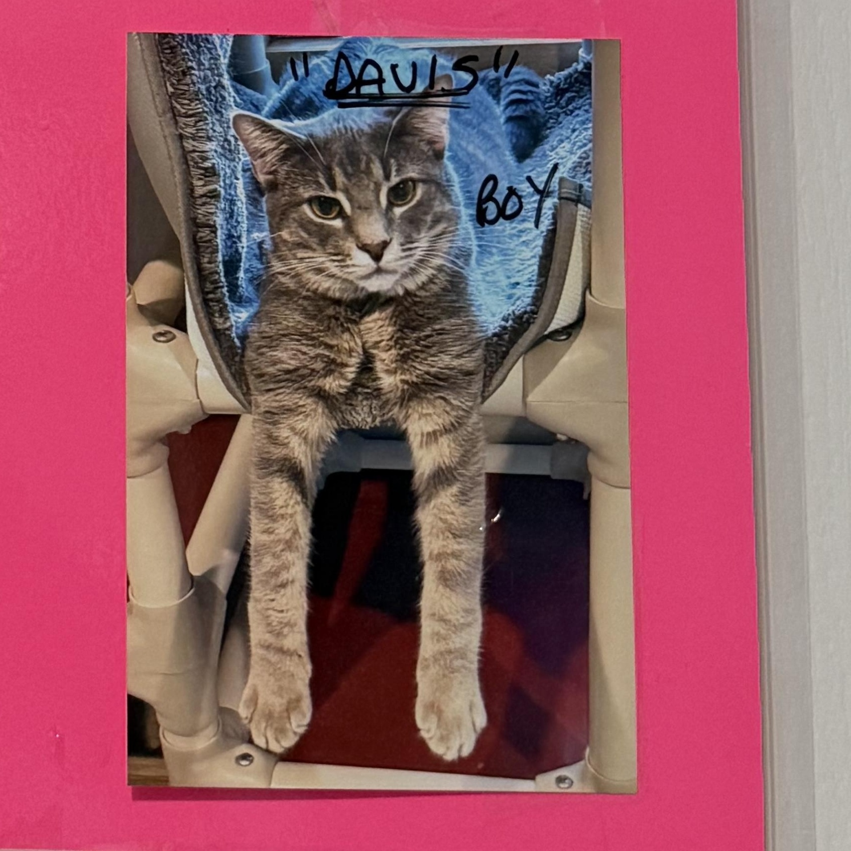 Davis, a Adoptable Domestic Short Hair in Hampstead, NC image 2/3