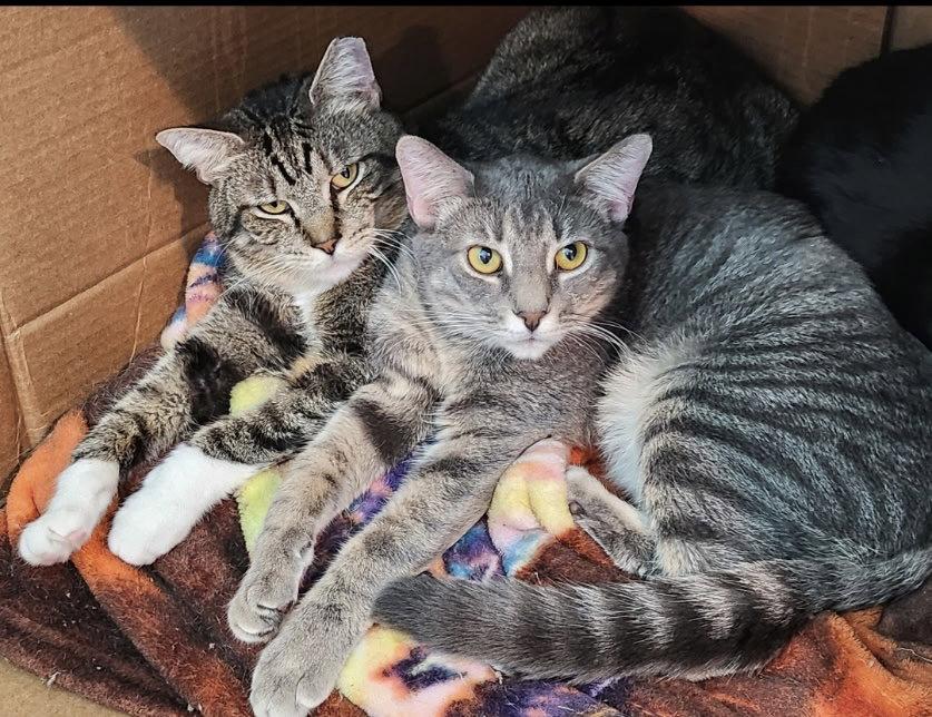 Enlarge Davis (on right) & Stripes (on left), a Adoptable Domestic Short Hair in Hampstead, NC image 1/3