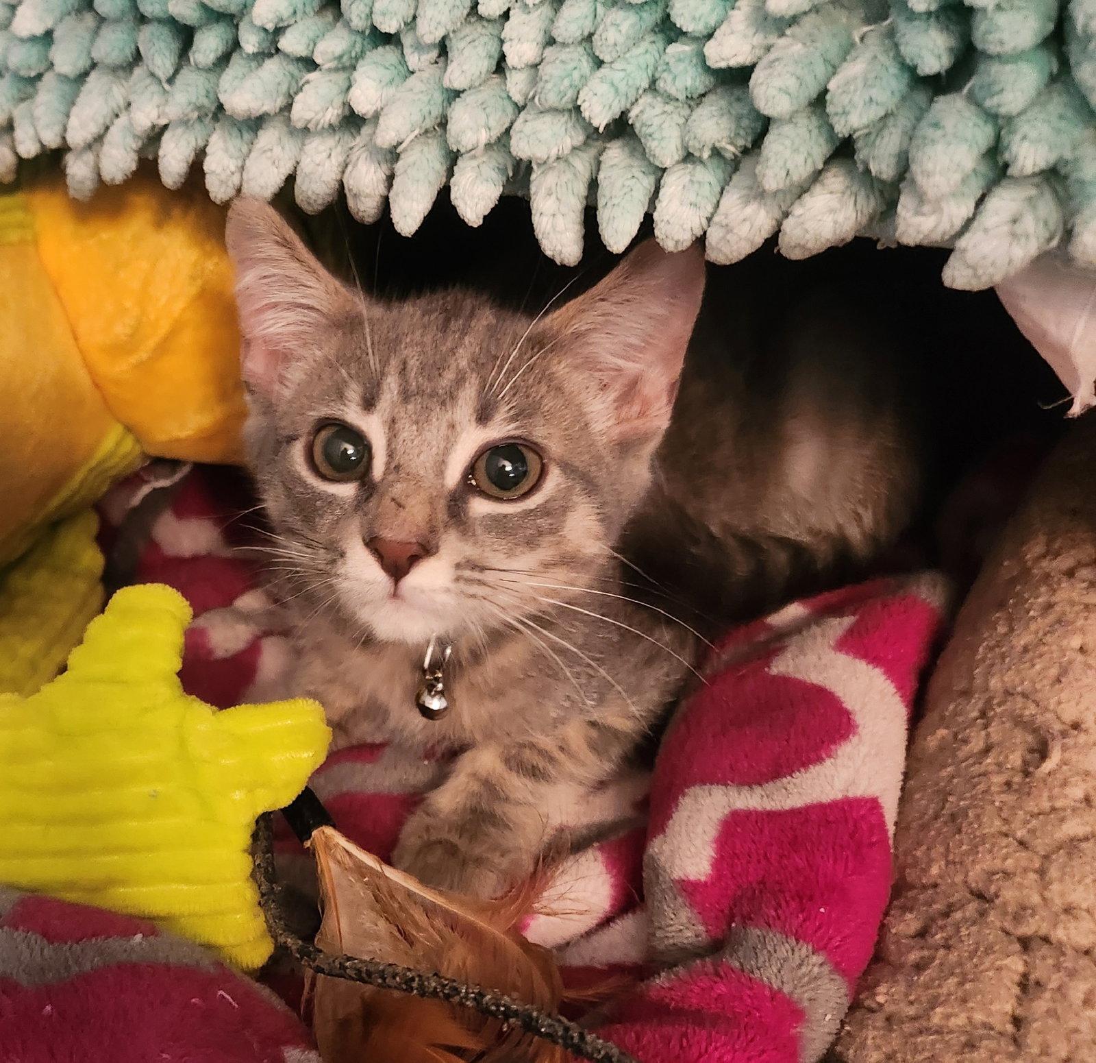 Enlarge Davis, a Adoptable Domestic Short Hair in Hampstead, NC image 1/3