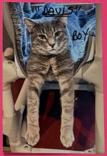 Enlarge Davis, a Adoptable Domestic Short Hair in Hampstead, NC image 2/3