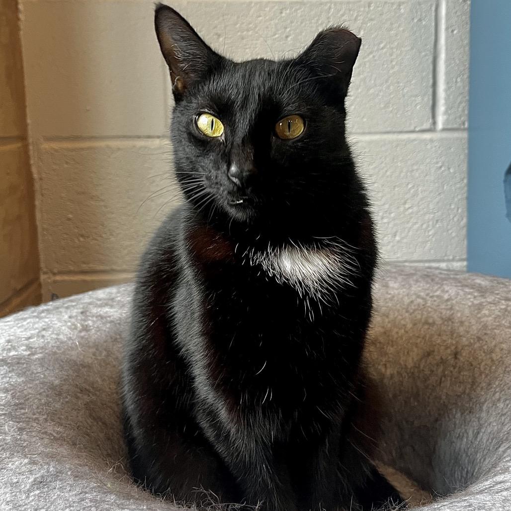 Peanelope, Adoptable, Young Female Domestic Short Hair & Domestic Short Hair.
