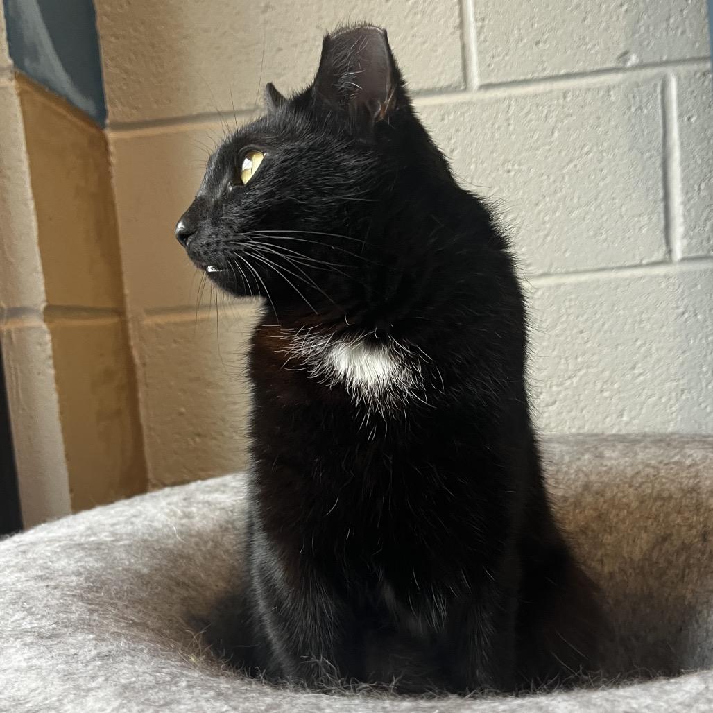 Peanelope, a Adoptable mixed breed in Englewood, FL image 3/4