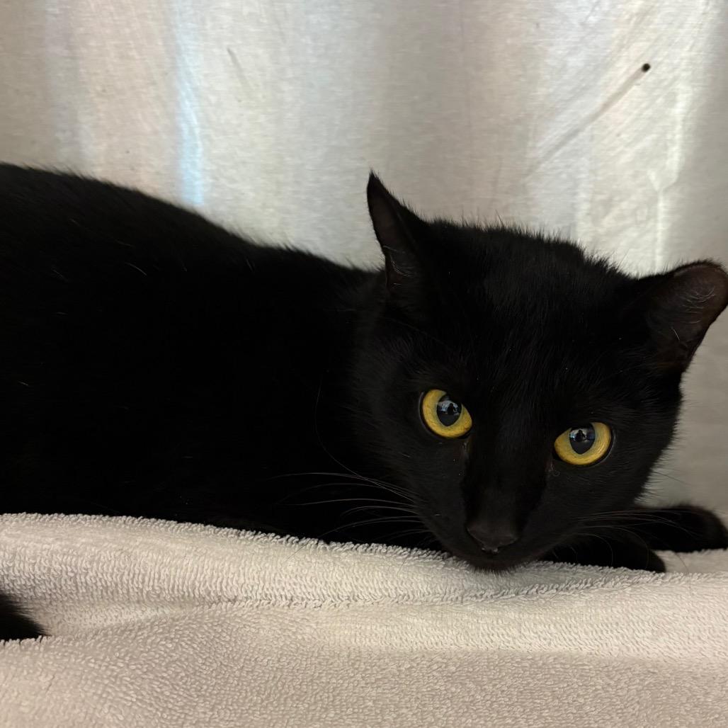 Enlarge Peanelope, a Adoptable mixed breed in Englewood, FL image 1/1