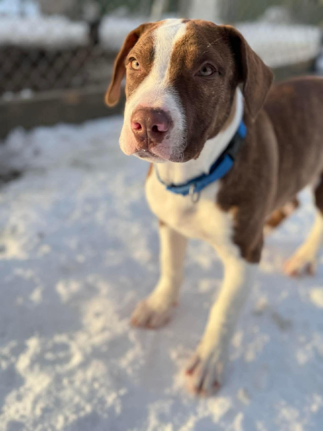 Enlarge Oliver, a ADOPTABLE Mixed Breed in Argyle, NY image 5/5