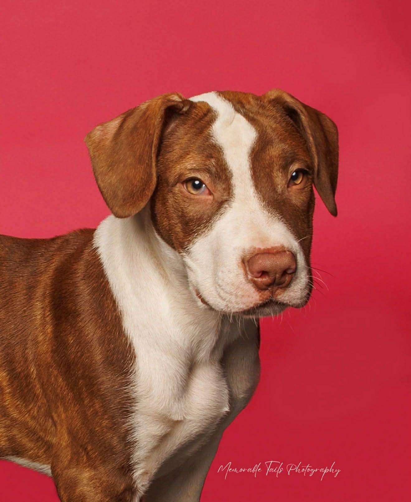 Enlarge Oliver, a ADOPTABLE Mixed Breed in Argyle, NY image 3/5