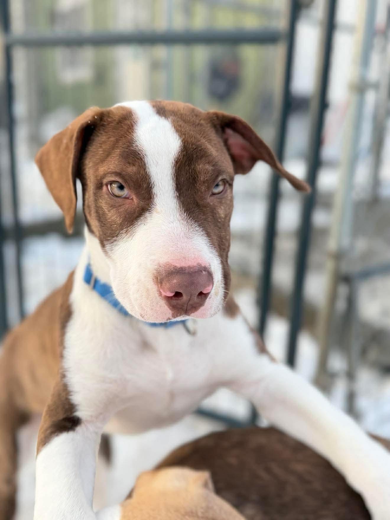 Enlarge Oliver, a ADOPTABLE Mixed Breed in Argyle, NY image 2/5