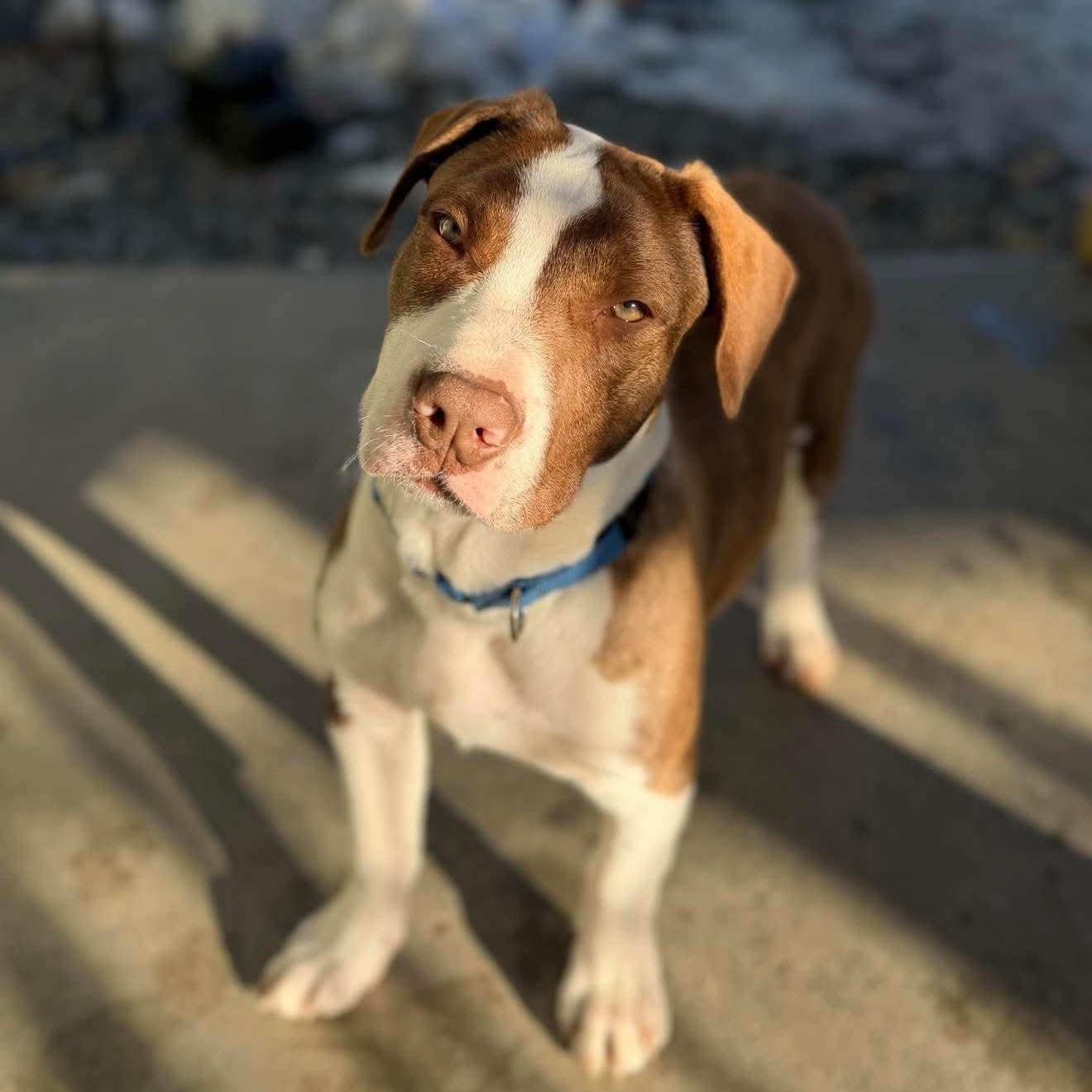 Oliver, ADOPTABLE, Puppy Male Mixed Breed.