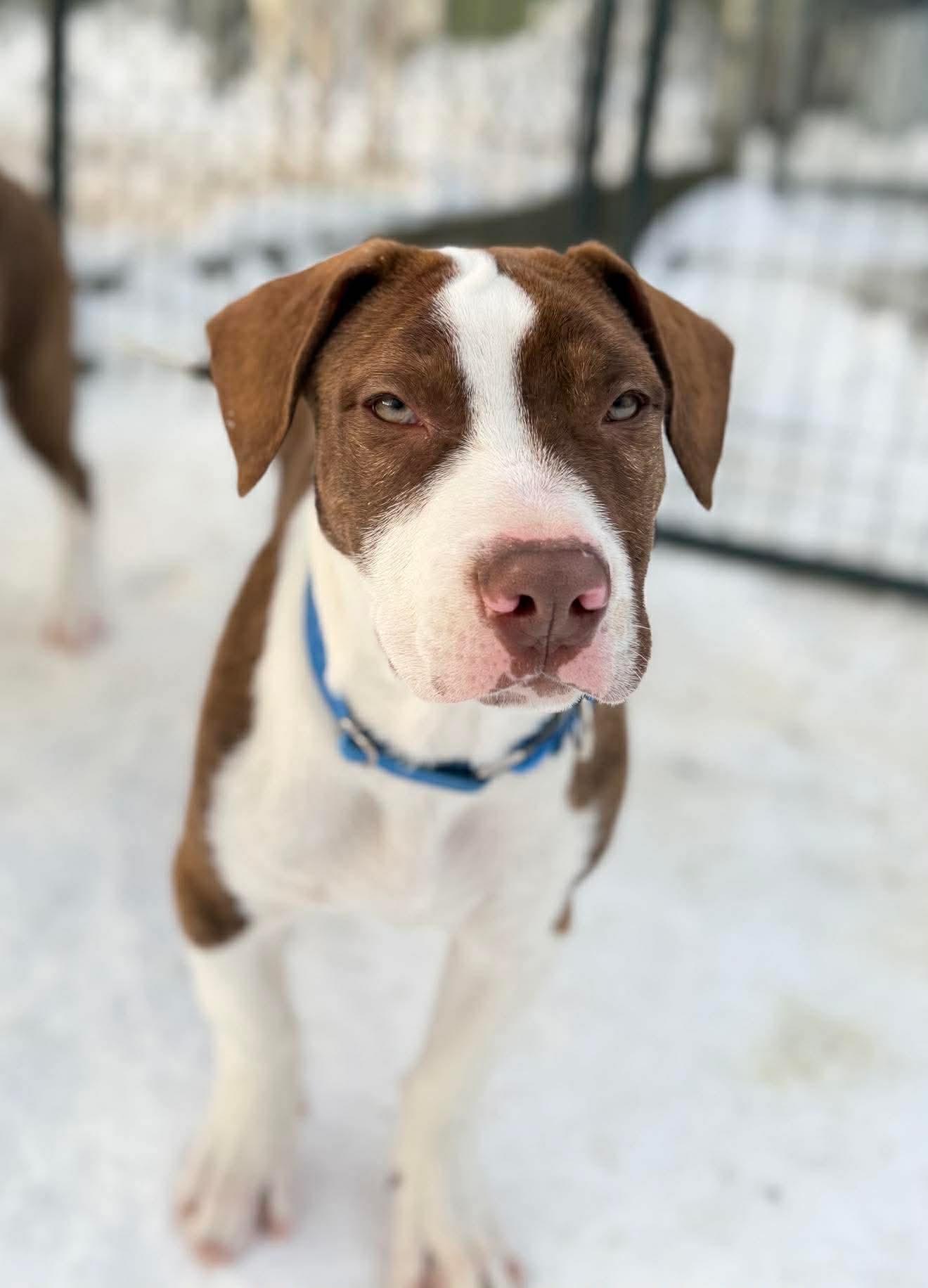Enlarge Oliver, a ADOPTABLE Mixed Breed in Argyle, NY image 4/5