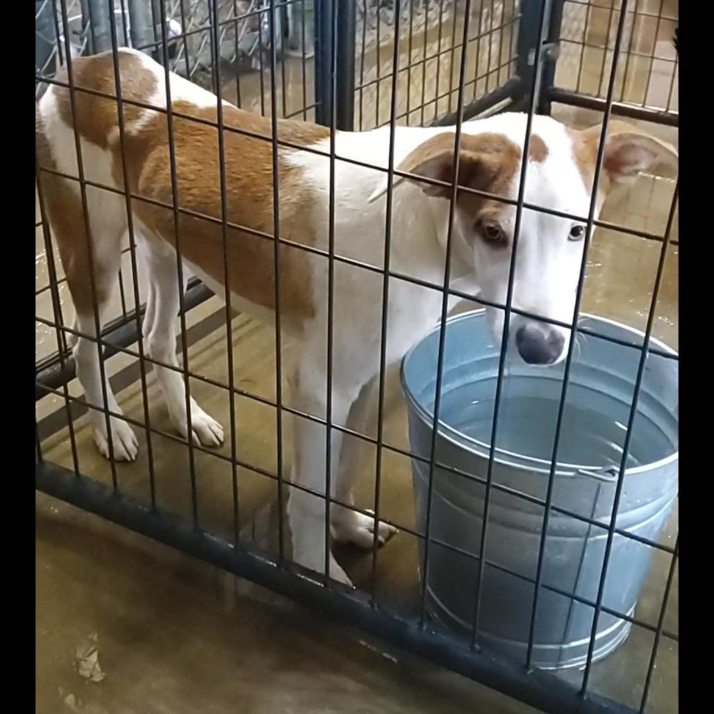 Enlarge Milo, a Adoptable Mixed Breed in Dillon, SC image 1/1