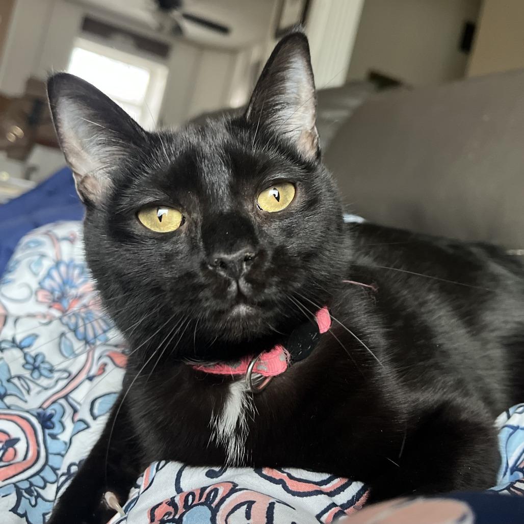 Fancy, Adoptable, Young Female Domestic Short Hair & Domestic Short Hair.