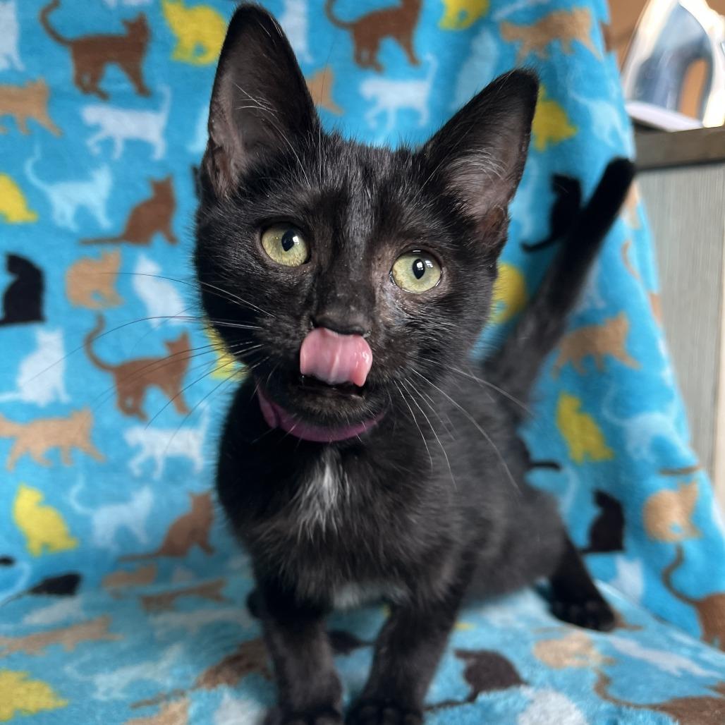 Fancy, a Adoptable mixed breed in La Grange, KY image 2/2