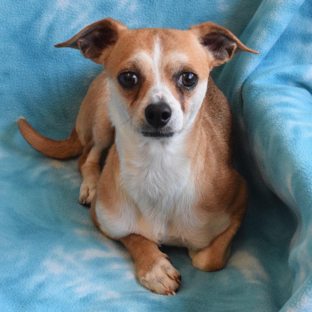 Robbins, Adoptable, Adult Male Chihuahua & Mixed Breed.
